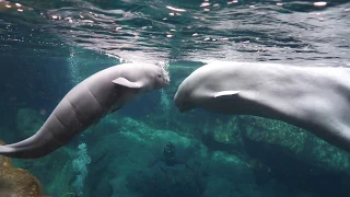 Beluga Whisper's Calf is Here!