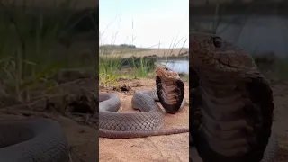 SPITTING COBRA Spits Venom! #shorts