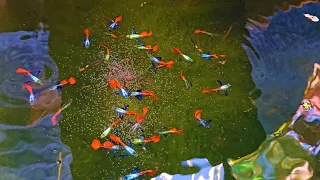 Massive And Colorful Guppies in This Mini Natural Outdoor Setup Farm!