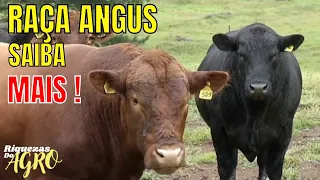 Curiosidades da raça Angus | Aberdeen angus | Red Angus | Touro | Boi