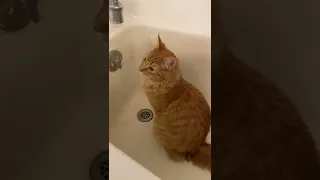 Leo the Shelter Maine Coon Kitten contemplates other bath options instead of licking himself