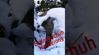 Schneeschuh-Wanderung von Halsmarter zur Stiftsalm Oberplatten nach Tulfes 💮