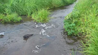 Горбуша на острове Шумшу, нерест