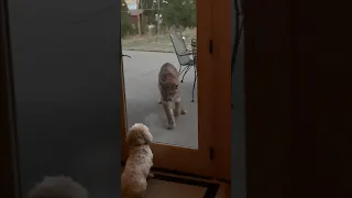 Fearless Tiny Dog Stares Down Huge Mountain Lion