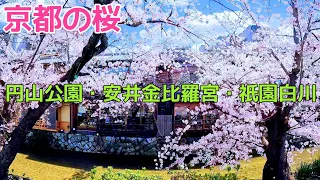 【京都・祇園の桜】京都・祇園界隈の桜ってどんな感じ？ Kyoto,Cherry blossom