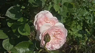 Красивые цветы в саду 🌹 Вальс цветов -  Чайковский! 🌺 Flowers ❇️