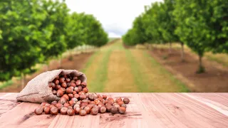 My way of preparing hazelnuts for the winter - hoeing, fertilization and protection