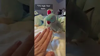 Kiwi The Parrot Waves Hello.