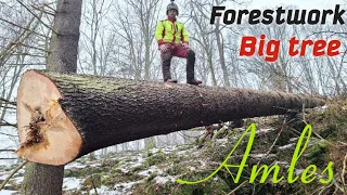 Huge 40 meter spruces in deep pits, Logging, Amles, Stihl ms 462, Working in the forest,