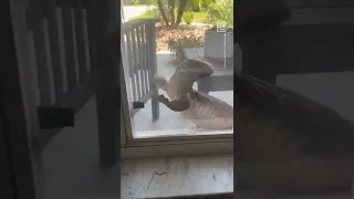 Savannah Monitor Lizard Crawls On FL Home's Window 🦎