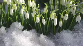 Galanthus / Подснежник