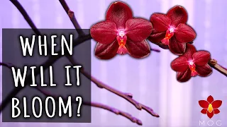 When will my Phalaenopsis Orchid flower again? - Orchid Care for Beginners