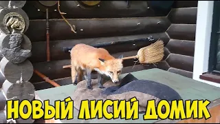 Ли Сяо / Alice the Fox Алиса Лиса (Лиса захватила собачью будку)