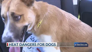 Heat Dangers for Dogs