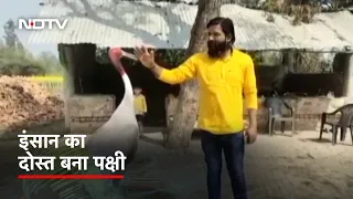 Arif और सारस की दोस्ती. जानिए पूरी कहानी... | Khabron Ki Khabar