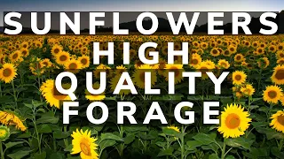 Sunflowers and high quality forage for livestock.