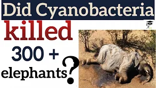 Cyanobacteria Killed 300+ elephants in Botswana?, Okavango Delta in  Controversy