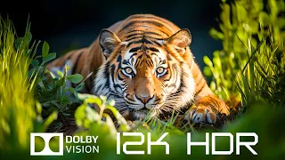 12k HDR 120FPS Dolby Vision - Animal Movies And Relaxing Piano Music with Nature Sounds