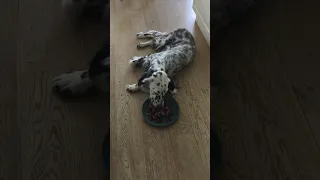 Life with an English Setter ~ Lazy boy #dog #englishsetter