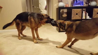 Dogs playing tug of war