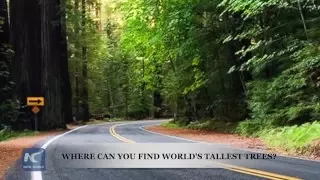 Where can you find world’s tallest trees?