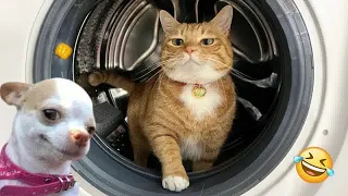 I would die laughing for these FUNNIEST Cats 😍Funniest Cat Reaction😻🐕‍🦺