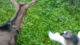 Пищевые предпочтения коз. Весенние заботы