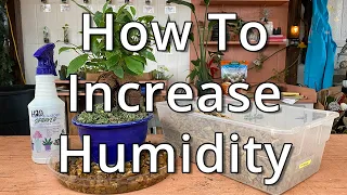 How To Increase Humidity Around Houseplants