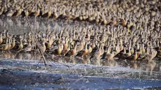 Plumed Whistling Duck