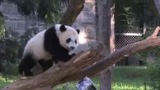 Smithsonian’s National Zoo Celebrates Giant Panda Bei Bei’s First Birthday