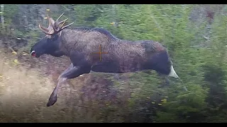 Hirvisonnin kaato / Moose hunting  11.10.2020 #ShotKam