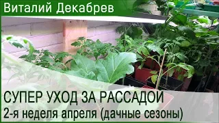 Супер уход за рассадой! 2-я неделя апреля