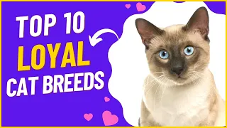 Top 10 Loyal Cat Breeds | Friendliest Cat Breeds | Cats With Good Nature