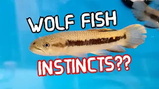 Rainbow WOLF FISH Instincts - Surprising Behavior