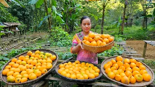 Harvesting Lekima Fruit Goes market sell - Gardening - puppy | Lý Thị Ca