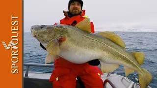 Skrei Cod Fishing in Nappstraumen, Norway with Nordic Sea Angling