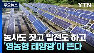 농사도 짓고 발전도 하고...'영농형 태양광'이 뜬다! / YTN