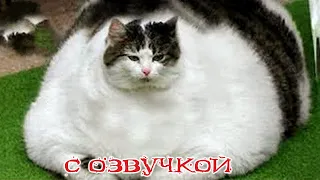 Приколы с котами! СМЕШНЫЕ КОТЫ! с озвучкой! - САМЫЕ смешные животные 2024!