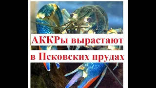 В Псковских прудах можно выращивать Австралийских раков!!!