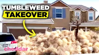 Tumbleweeds Are Invading The U.S. And It's A Real Problem - Cheddar Explains