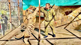 «Таню есть НЕ МОЖНО!»Олег Зубков забирает у белых тигров свой ГРОЗНЫЙ ТАПОК!