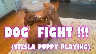 DOG FIGHT!!! (VIZSLA PUPPY PLAYING)