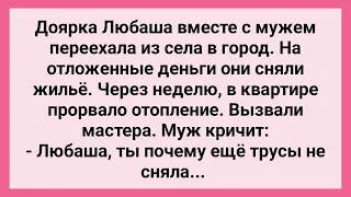 Муж Указывает Доярке что делать перед Приходом Мастера! Сборник Свежих Смешных Жизненных Анекдотов!