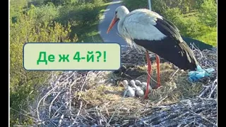 Де ж четверте пташеня?! #лелекагрицько #birdwatching #ukrainenature