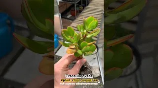 Crassula ovata #succulent #crassula #крассула