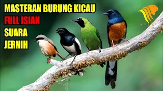 Masteran Burung Kicau Full Isian