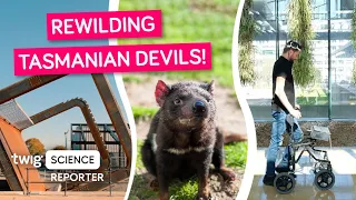 Tasmanian Devils Return Down Under