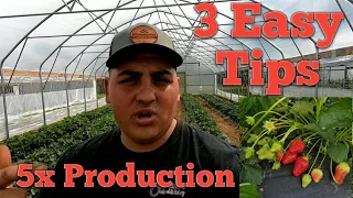 3 TIPS on INCREASING Your Strawberry Production!