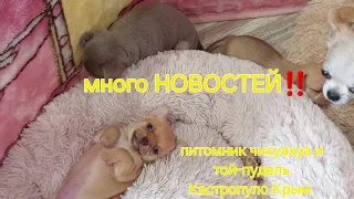 НОВОСТИ ‼️ МНОГО‼️ПИТОМНИК ЧИХУАХУА И ТОЙ-ПУДЕЛЬ КАСТРОПУЛО КРЫМ продажа щенков