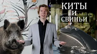 Киты и свиньи родственники! Эволюция китов. Ярослав Попов | Палеонтологические истории #015